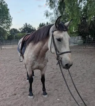 Buckskin Triple B Mare, 6 Year Old Buckskin Triple B Mare for Sale