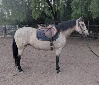 Buckskin Triple B Mare, 6 Year Old Buckskin Triple B Mare for Sale, photo 2 of 5