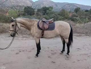 Buckskin Triple B Mare, 6 Year Old Buckskin Triple B Mare for Sale, photo 3 of 5
