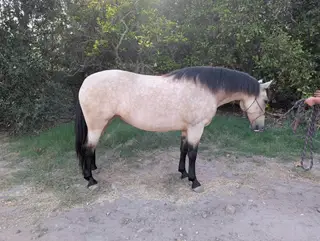 Buckskin Triple B Mare, 6 Year Old Buckskin Triple B Mare for Sale, photo 4 of 5