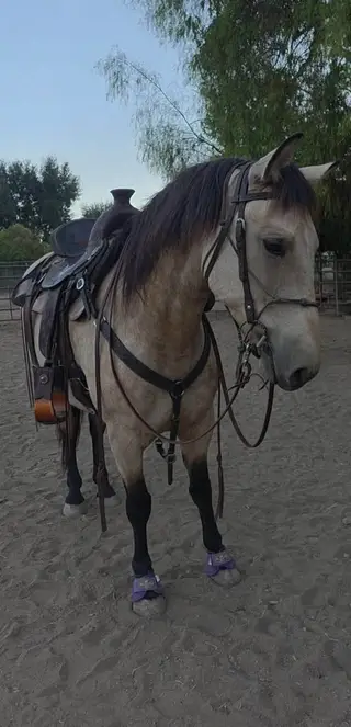 Buckskin Triple B Mare, 6 Year Old Buckskin Triple B Mare for Sale, photo 5 of 5