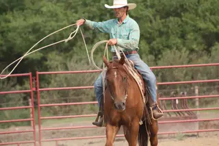 MM Sonny Dee Major, 4 Year Old Sorrel Quarter Horse Gelding for Sale in Scobey, MT