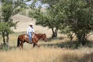 MM Sonny Dee Major, 4 Year Old Sorrel Quarter Horse Gelding for Sale in Scobey, MT, photo 2 of 5