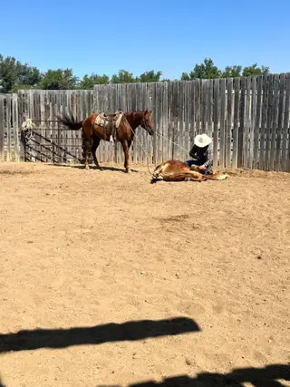 MM Sonny Dee Major, 4 Year Old Sorrel Quarter Horse Gelding for Sale in Scobey, MT, photo 3 of 5