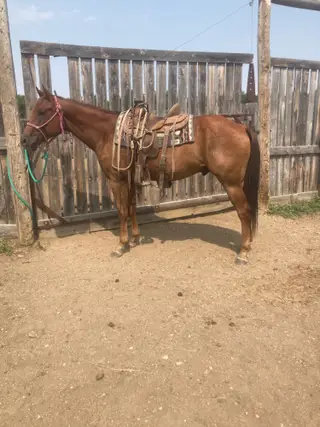MM Sonny Dee Major, 4 Year Old Sorrel Quarter Horse Gelding for Sale in Scobey, MT, photo 4 of 5
