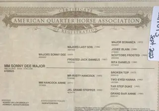 MM Sonny Dee Major, 4 Year Old Sorrel Quarter Horse Gelding for Sale in Scobey, MT, photo 5 of 5