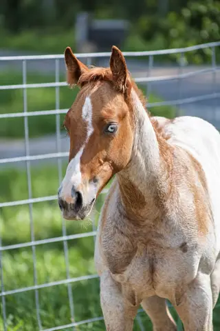 Kickin The Blues, 1 Year Old Red Roan Quarter Horse Colt for Sale in Crewe, VA, photo 2 of 6