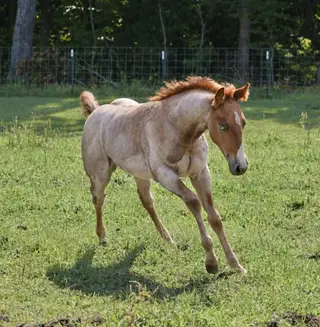 Kickin The Blues, 1 Year Old Red Roan Quarter Horse Colt for Sale in Crewe, VA, photo 3 of 6