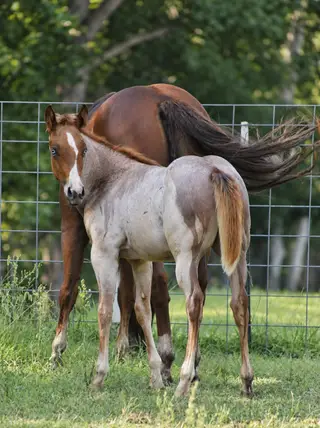 Kickin The Blues, 1 Year Old Red Roan Quarter Horse Colt for Sale in Crewe, VA, photo 4 of 6