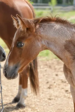 Kickin The Blues, 1 Year Old Red Roan Quarter Horse Colt for Sale in Crewe, VA, photo 5 of 6