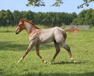 Kickin The Blues, 1 Year Old Red Roan Quarter Horse Colt for Sale in Crewe, VA, photo 6 of 6