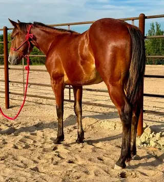 Cashwoods Jim, 1 Year Old Bay Quarter Horse Colt for Sale in Rolla, MO, photo 2 of 3