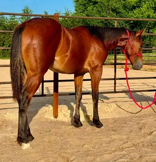 Cashwoods Jim, 1 Year Old Bay Quarter Horse Colt for Sale in Rolla, MO, photo 3 of 3