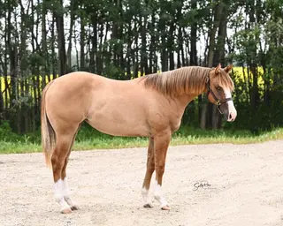 Makenamericaslegacy, 1 Year Old Red Dun Quarter Horse Filly for Sale in Fairview, AB