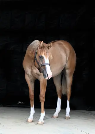 Makenamericaslegacy, 1 Year Old Red Dun Quarter Horse Filly for Sale in Fairview, AB, photo 2 of 4