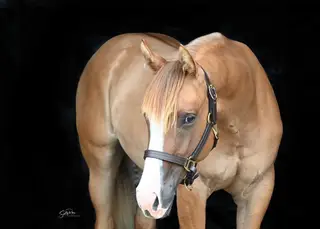 Makenamericaslegacy, 1 Year Old Red Dun Quarter Horse Filly for Sale in Fairview, AB, photo 3 of 4
