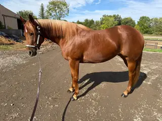 Minutemadde (Lemon), 3 Year Old Sorrel Quarter Horse Mare for Sale