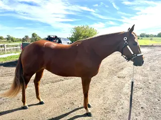 Minutemadde (Lemon), 3 Year Old Sorrel Quarter Horse Mare for Sale, photo 2 of 5