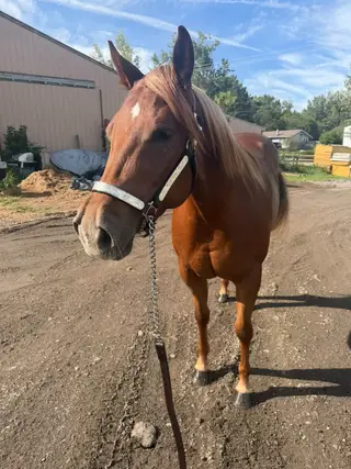 Minutemadde (Lemon), 3 Year Old Sorrel Quarter Horse Mare for Sale, photo 3 of 5
