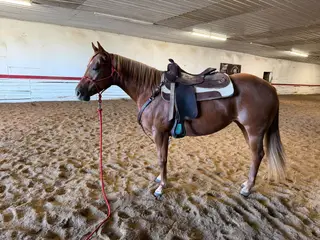 Minutemadde (Lemon), 3 Year Old Sorrel Quarter Horse Mare for Sale, photo 4 of 5