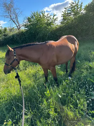 Hibrow Smart Rey (Smartie), 3 Year Old Bay Quarter Horse Gelding for Sale in Corvallis, OR
