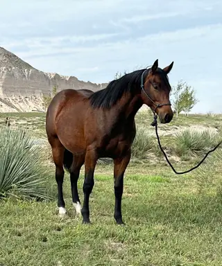 Gelding by HF Mobster, 1 Year Old Bay Quarter Horse Gelding for Sale in Bayard, NE