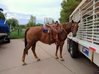 Rosie One, 8 Year Old Sorrel Quarter Horse Mare for Sale in Gilbert, AZ, photo 2 of 5