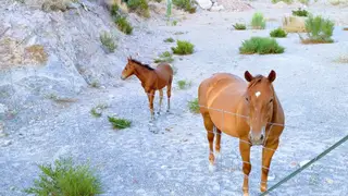 Rosie One, 8 Year Old Sorrel Quarter Horse Mare for Sale in Gilbert, AZ, photo 5 of 5