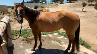 Peaches