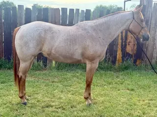 Parsons Rose Bud (Jasper), 13 Year Old Roan Quarter Horse Gelding for Sale in Brownwood, TX