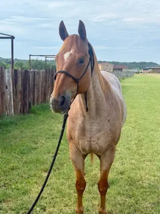 Parsons Rose Bud (Jasper), 13 Year Old Roan Quarter Horse Gelding for Sale in Brownwood, TX, photo 2 of 5