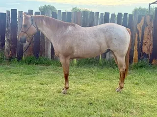 Parsons Rose Bud (Jasper), 13 Year Old Roan Quarter Horse Gelding for Sale in Brownwood, TX, photo 3 of 5
