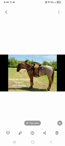 Parsons Rose Bud (Jasper), 13 Year Old Roan Quarter Horse Gelding for Sale in Brownwood, TX, photo 5 of 5