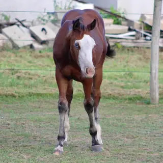 Bonds Diamond Chex, 1 Year Old Bay Quarter Horse Filly for Sale in Rock Falls, IL