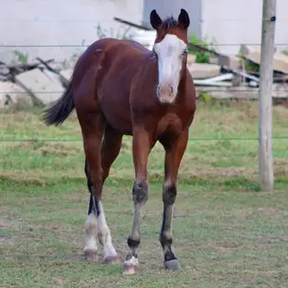 Bonds Diamond Chex, 1 Year Old Bay Quarter Horse Filly for Sale in Rock Falls, IL, photo 2 of 2