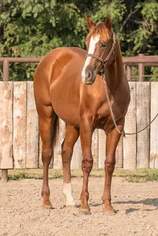 NCL SmartProbability, 1 Year Old Sorrel Quarter Horse Filly for Sale in Lyons, KS, photo 2 of 5