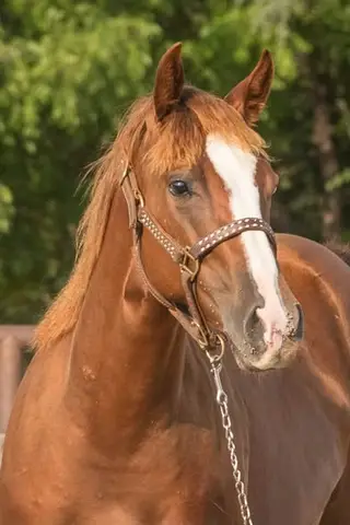 NCL SmartProbability, 1 Year Old Sorrel Quarter Horse Filly for Sale in Lyons, KS, photo 3 of 5