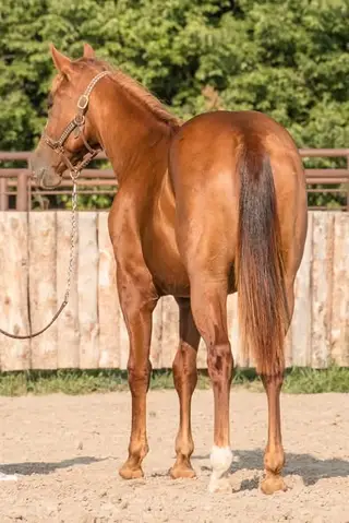NCL SmartProbability, 1 Year Old Sorrel Quarter Horse Filly for Sale in Lyons, KS, photo 4 of 5