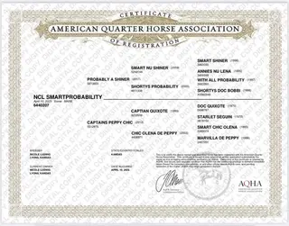 NCL SmartProbability, 1 Year Old Sorrel Quarter Horse Filly for Sale in Lyons, KS, photo 5 of 5
