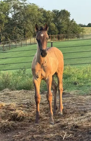 Duals Duke Two Eyed, Foal Red Roan Quarter Horse Colt for Sale in Russellville, MO