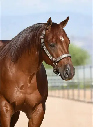 Stoppin Spook, 4 Year Old Sorrel Quarter Horse Gelding for Sale