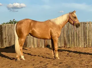 Queso