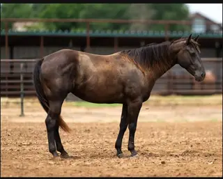 Dually Eyed Watch, 5 Year Old Black Quarter Horse Mare for Sale in Stephenville, TX