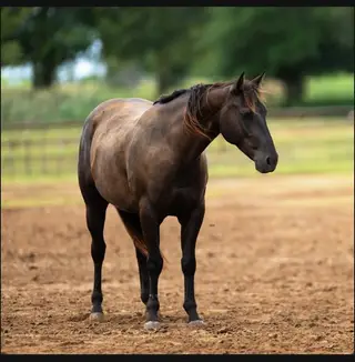 Dually Eyed Watch, 5 Year Old Black Quarter Horse Mare for Sale in Stephenville, TX, photo 2 of 4