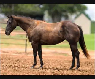 Dually Eyed Watch, 5 Year Old Black Quarter Horse Mare for Sale in Stephenville, TX, photo 4 of 4