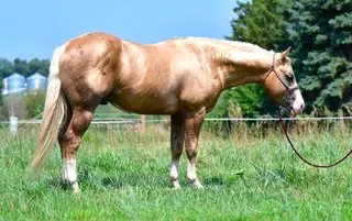Lil On Trashy Slide, 4 Year Old Palomino Quarter Horse Stallion for Sale in Canton, SD