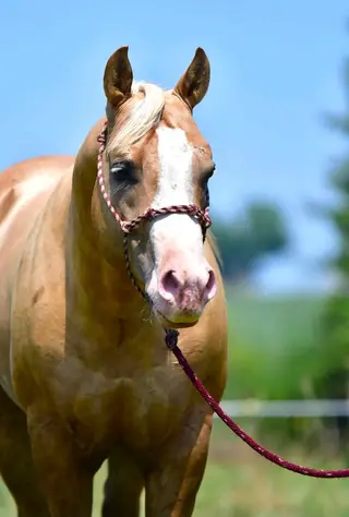 Lil On Trashy Slide, 4 Year Old Palomino Quarter Horse Stallion for Sale in Canton, SD, photo 2 of 5