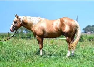 Lil On Trashy Slide, 4 Year Old Palomino Quarter Horse Stallion for Sale in Canton, SD, photo 3 of 5