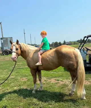 Lil On Trashy Slide, 4 Year Old Palomino Quarter Horse Stallion for Sale in Canton, SD, photo 4 of 5