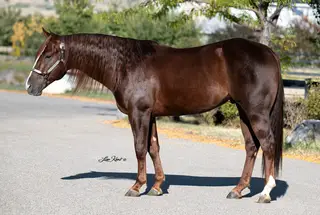 Stallion by Shiners Voodoo Dr